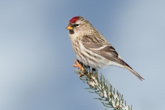 Common Redpoll