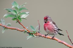 Common Redpoll