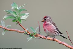 Common Redpoll