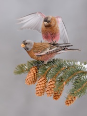 Gray-crowned Rosy-Finch (Coastal Race, Hepburn's Race)