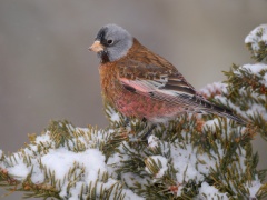 Gray-crowned Rosy-Finch (Coastal Race, Hepburn's Race)