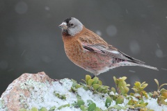 Gray-crowned Rosy-Finch (Coastal Race, Hepburn's Race)