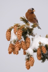 Gray-crowned Rosy-Finch (Interior Race)