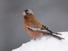 Gray-crowned Rosy-Finch (Interior Race)