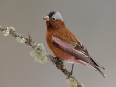 Gray-crowned Rosy-Finch (Interior Race)