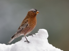 Gray-crowned Rosy-Finch (Interior Race)