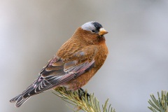 Gray-crowned Rosy-Finch (Interior Race)