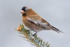 Gray-crowned Rosy-Finch (Interior Race)