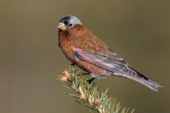 Gray-crowned Rosy-Finch (Interior Race)