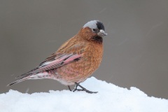 Gray-crowned Rosy-Finch (Interior Race)