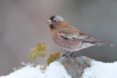 Gray-crowned Rosy-Finch (Interior Race)