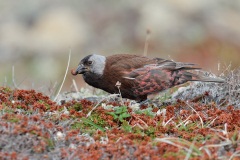 Gray-crowned Rosy-Finch (Pribilof Islands Race)