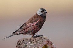 Gray-crowned Rosy-Finch (Pribilof Islands Race)