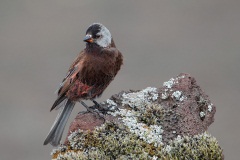 Gray-crowned Rosy-Finch (Pribilof Islands Race)