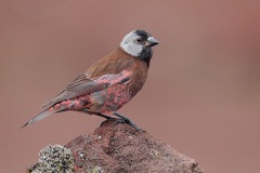 Gray-crowned Rosy-Finch (Pribilof Islands Race)