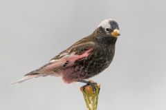 Black Rosy-Finch