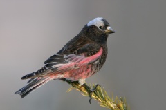 Black Rosy-Finch