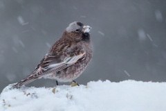 Black Rosy-Finch