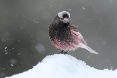 Black Rosy-Finch