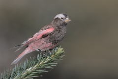 Black Rosy-Finch