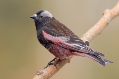 Black Rosy-Finch