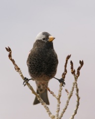 Black Rosy-Finch