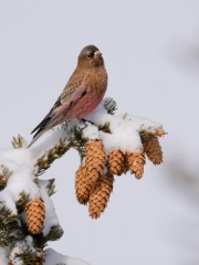 Brown-capped Rosy-Finch