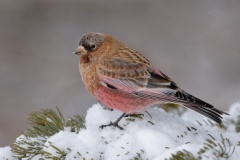 Brown-capped Rosy-Finch