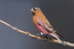 Brown-capped Rosy-Finch