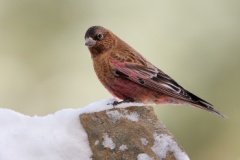 Brown-capped Rosy-Finch