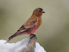 Brown-capped Rosy-Finch