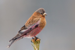 Brown-capped Rosy-Finch