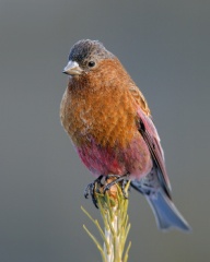 Brown-capped Rosy-Finch