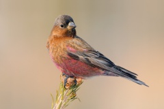 Brown-capped Rosy-Finch