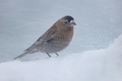 Brown-capped Rosy-Finch