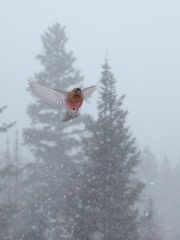 Brown-capped Rosy-Finch