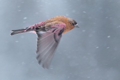 Brown-capped Rosy-Finch