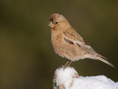 Brown-capped Rosy-Finch