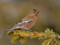 Brown-capped Rosy-Finch