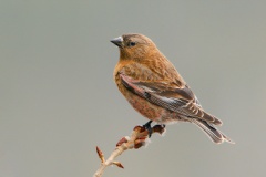 Brown-capped Rosy-Finch