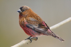 Brown-capped Rosy-Finch