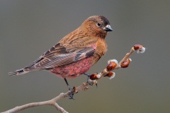 Brown-capped Rosy-Finch