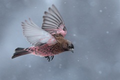 Brown-capped Rosy-Finch