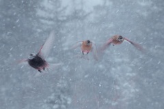 Brown-capped and Black Rosy-Finches