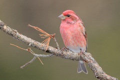 Purple Finch