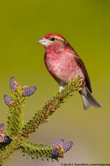 Purple Finch