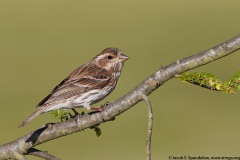 Purple Finch