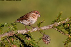 Purple Finch