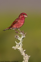 Purple Finch