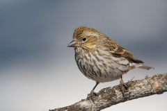 Cassin's Finch